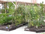 ベジタブルガーデン(屋上菜園)